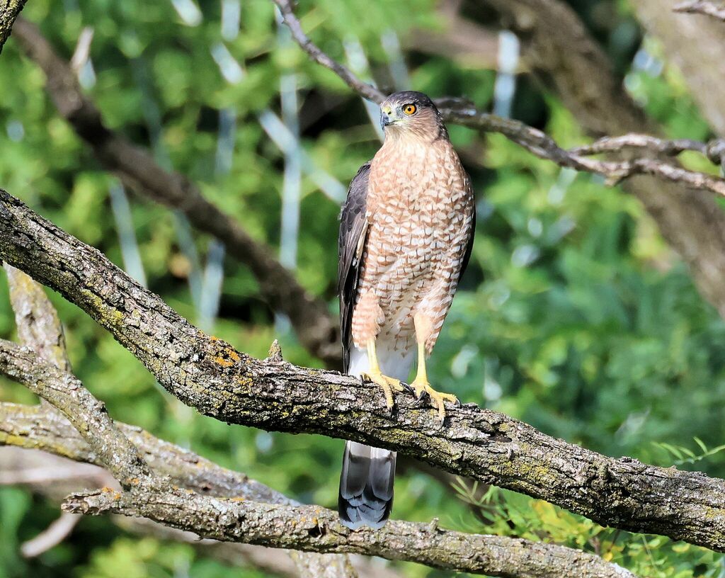 Cooper's Hawk from Lambert Lake, Glen Ellyn, IL, USA on September 3