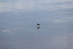 Tringa semipalmata
