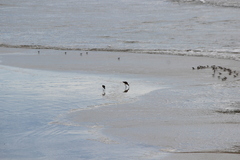 Limosa fedoa