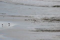 Calidris alba