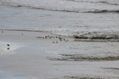 Calidris alba