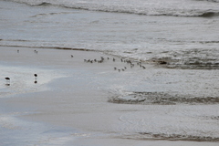 Calidris alba