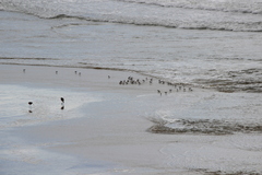Calidris alba