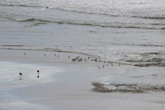 Calidris alba
