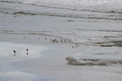 Calidris alba