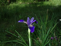 Iris bulleyana