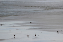Larus occidentalis
