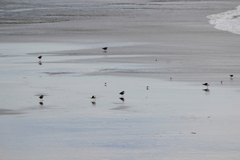 Larus occidentalis