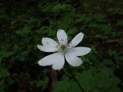 Eriocapitella rivularis