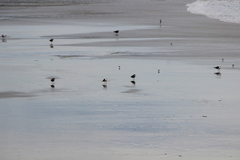 Larus occidentalis
