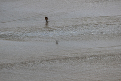 Calidris alba