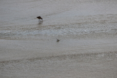 Calidris alba
