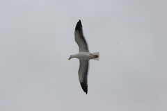 Larus occidentalis