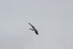 Larus occidentalis