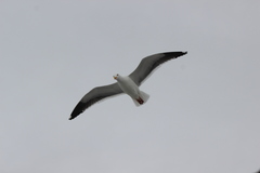 Larus occidentalis