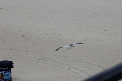 Larus delawarensis