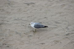 Larus delawarensis