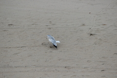 Larus delawarensis