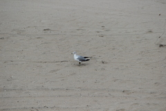 Larus delawarensis