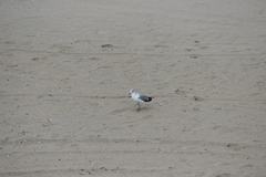 Larus delawarensis