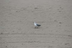 Larus delawarensis