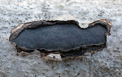 Biscogniauxia mediterranea