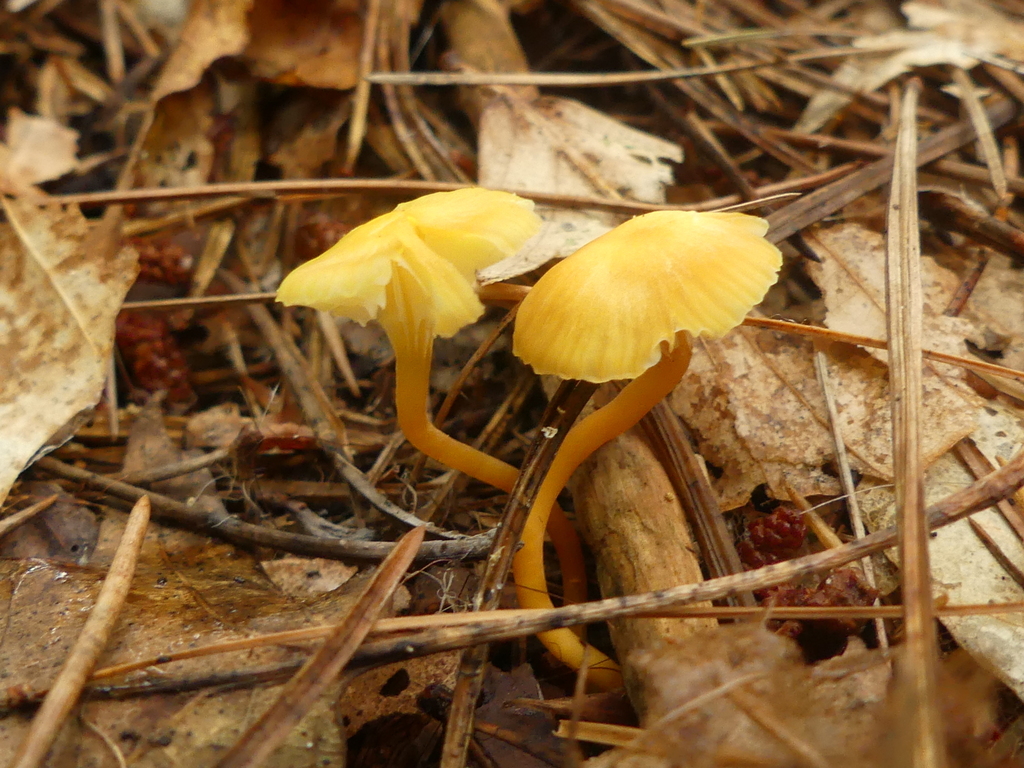 Hygrocybe parvula from Merivale Gardens Grenfell Glen Pineglen Country Place, Ottawa, ON