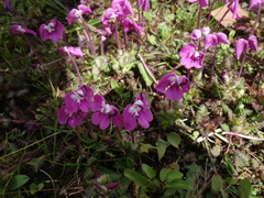Pedicularis