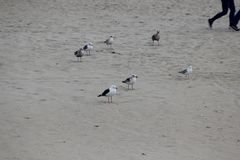 Larus occidentalis