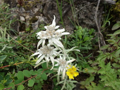 Leontopodium
