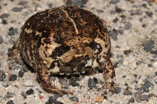 Rose Rain Frog, Breviceps rosei