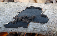 Biscogniauxia mediterranea