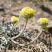 Anthemis cretica tenuiloba - Photo (c) Konrad and Roland Greinwald, some rights reserved (CC BY-NC), uploaded by Konrad and Roland Greinwald