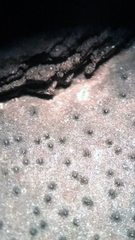 Biscogniauxia mediterranea