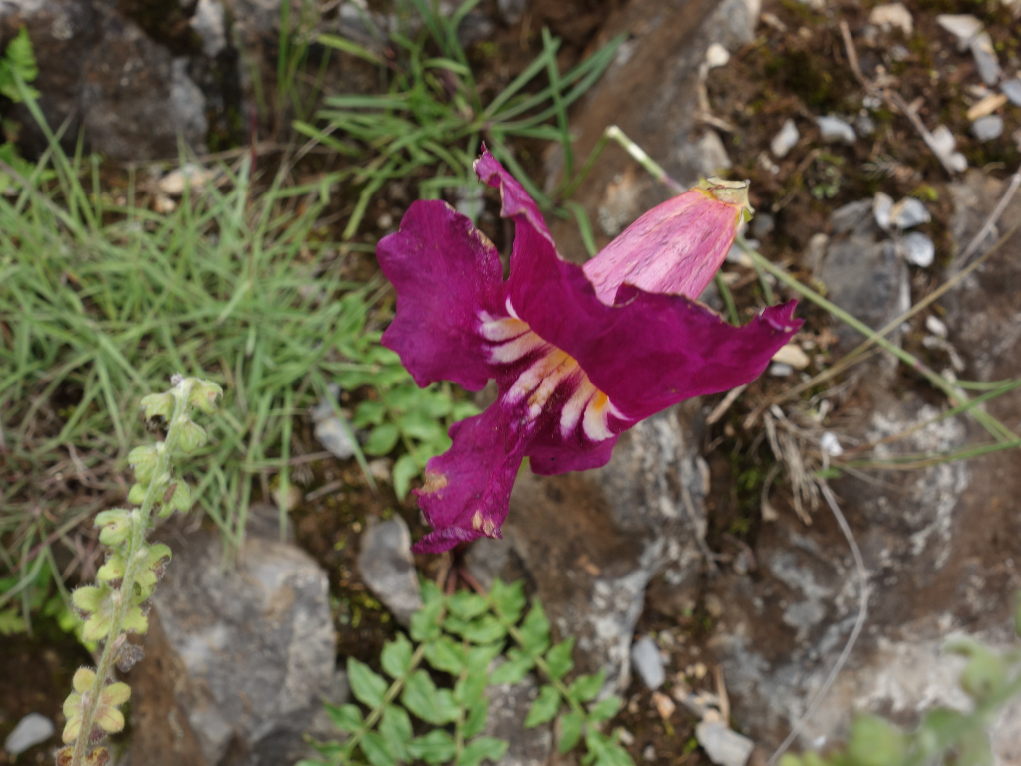 Incarvillea delavayi