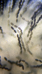 Biscogniauxia mediterranea