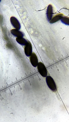 Biscogniauxia mediterranea