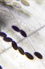 Biscogniauxia mediterranea