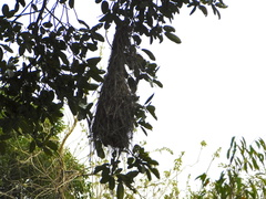 Pachyramphus aglaiae