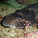 Swellsharks - Photo (c) Sarah Speight, some rights reserved (CC BY-NC-SA)