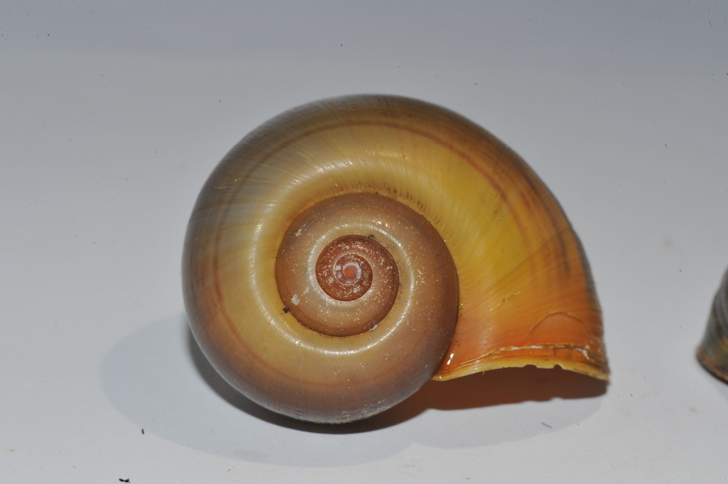 Apple Snails
