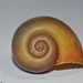 Apple Snails - Photo (c) Wayne Fidler, some rights reserved (CC BY-NC), uploaded by Wayne Fidler