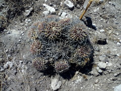Mammillaria karwinskiana