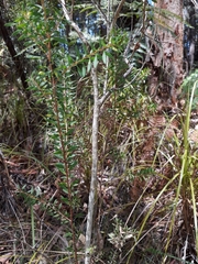 Melaleuca sieberi