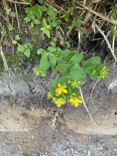 Hypericum kamtschaticum, photograph 1
