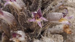 Aphyllon cooperi cooperi