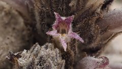 Aphyllon cooperi cooperi