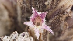 Aphyllon cooperi cooperi
