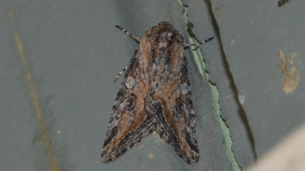 Hadenella