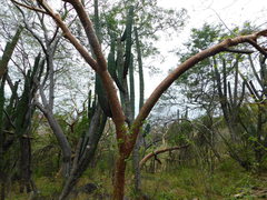 Stenocereus montanus